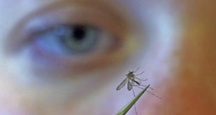 Mosquitoes flying free as health departments focus on virus
