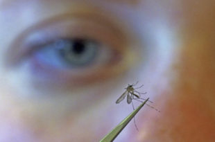 Mosquitoes flying free as health departments focus on virus